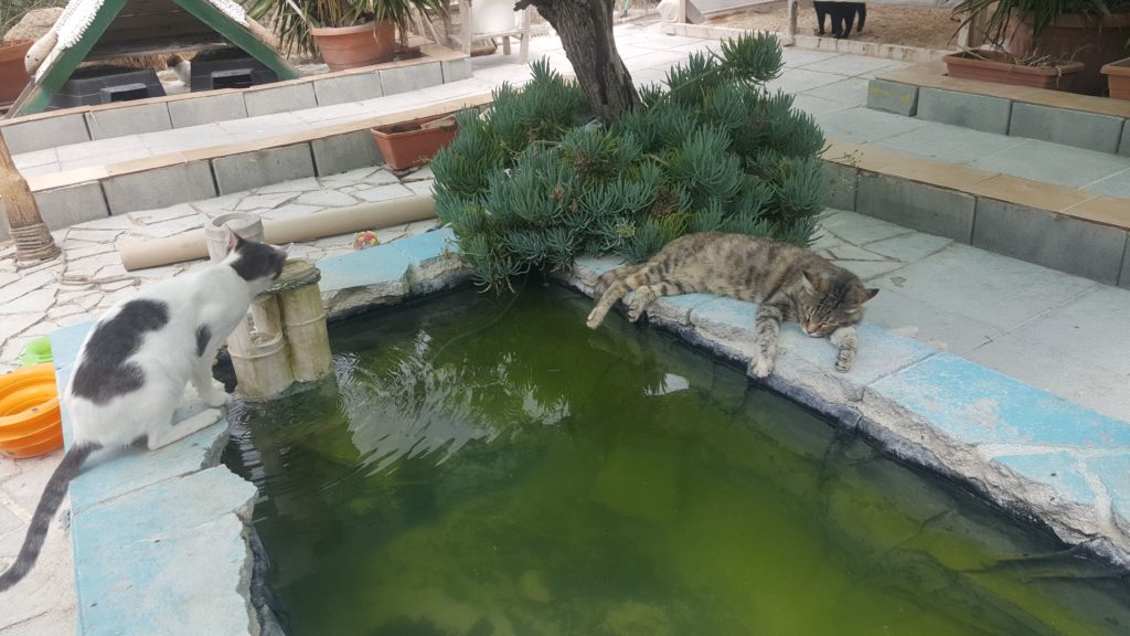 Zwei Katzen an einem Wasserbecken.