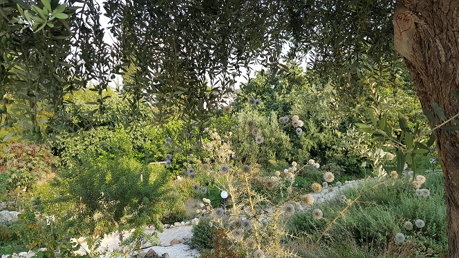Der Kräutergarten im Restaurant Herbs Garden in Polis.