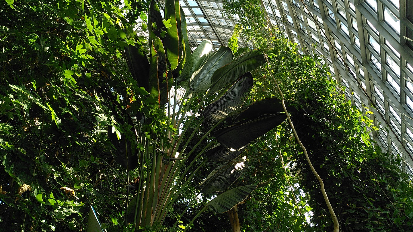 Grüne tropische Pflanzen in einem Gewächshaus.