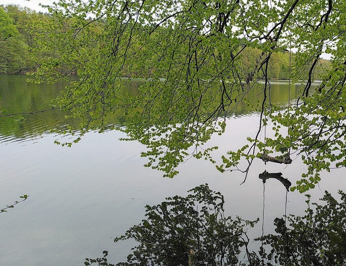 Blick auf den Liepnitzsee. Die Äste eines Baumes hängen über das Wasser und an einem der Äste eine Schaukel.