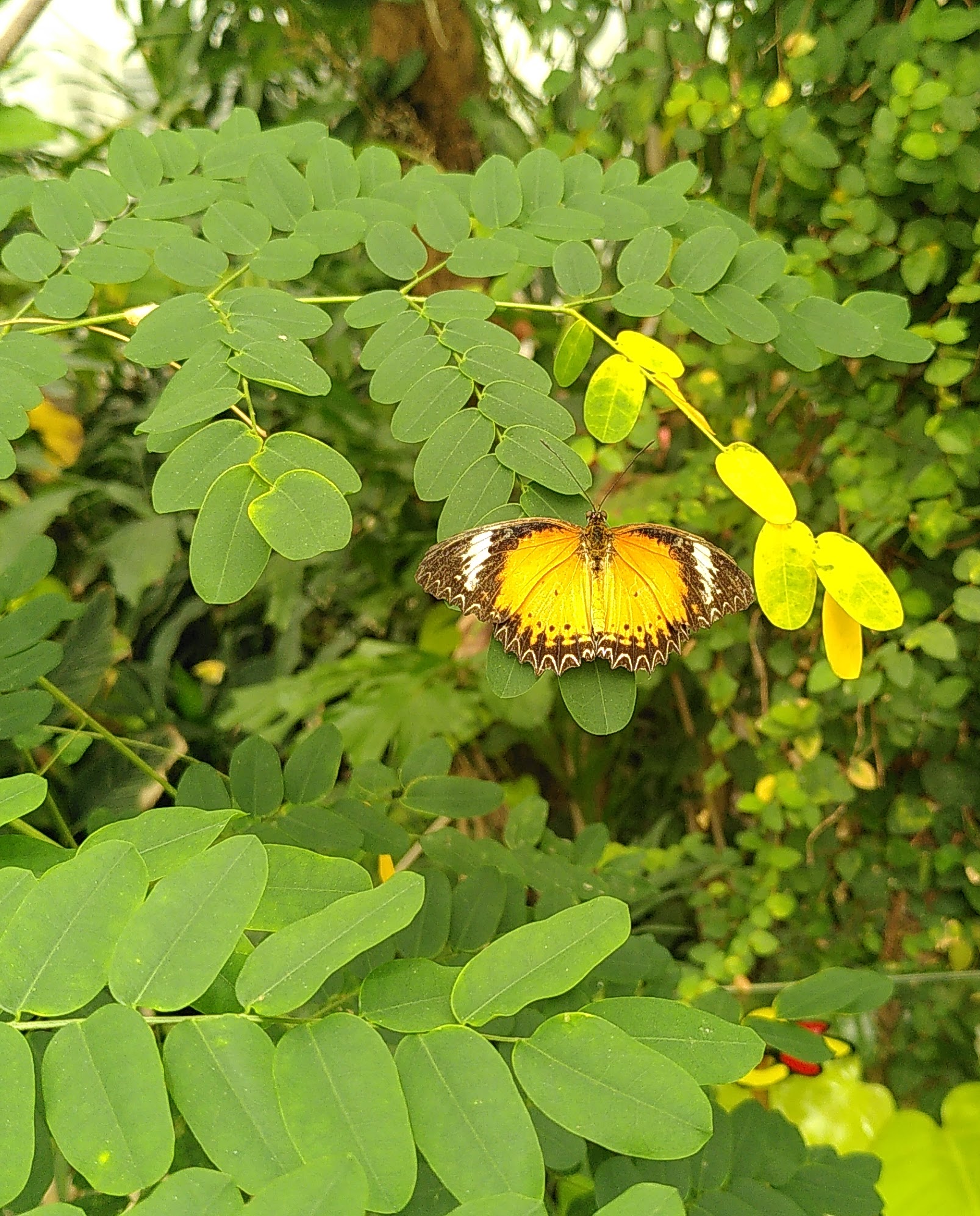 Schmetterling auf einer Pflanze.