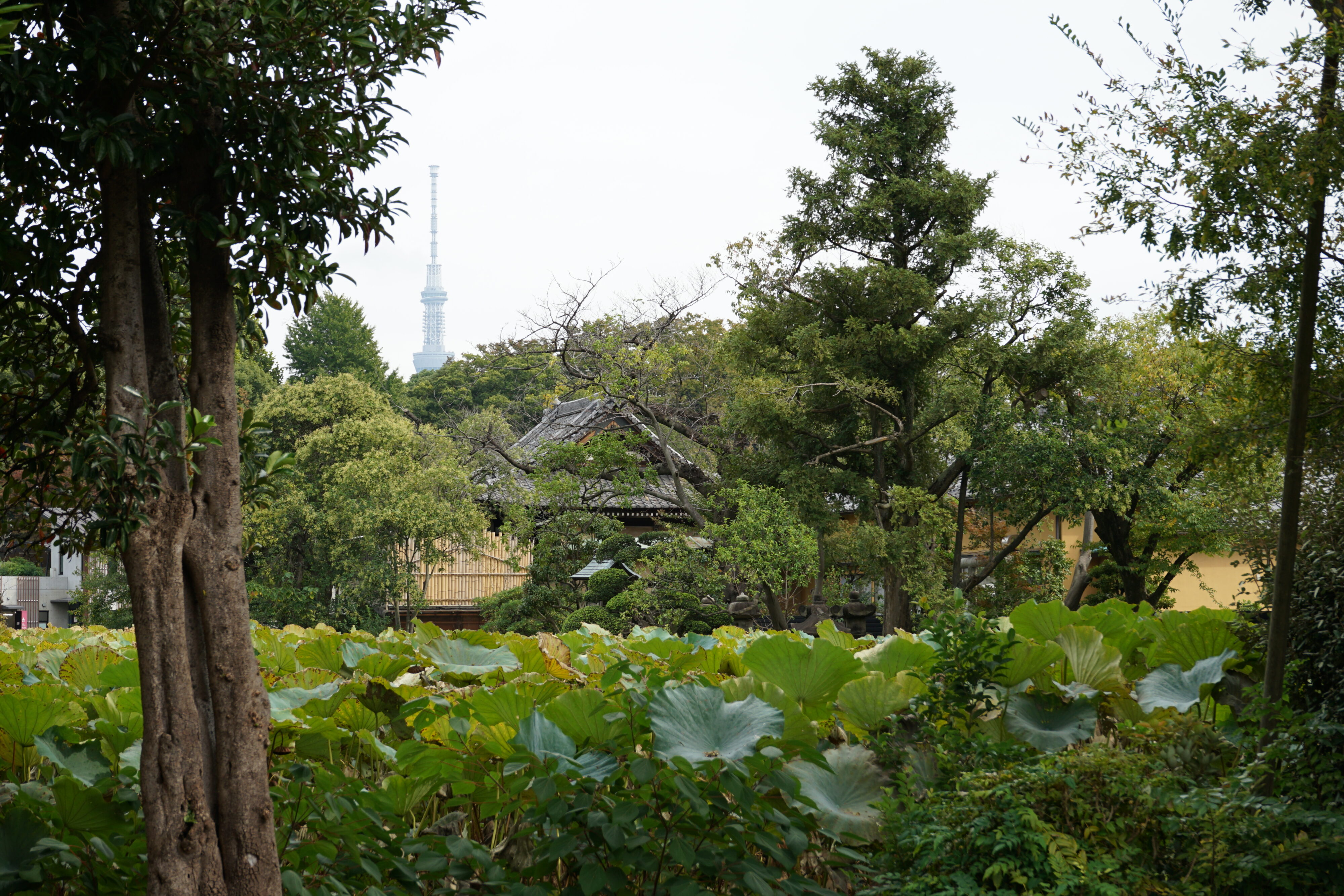 Blick auf einen Teich voller Lotusblättern. Im Hintergrund sind Gebäude und der Tokyo Skytree zu sehen.