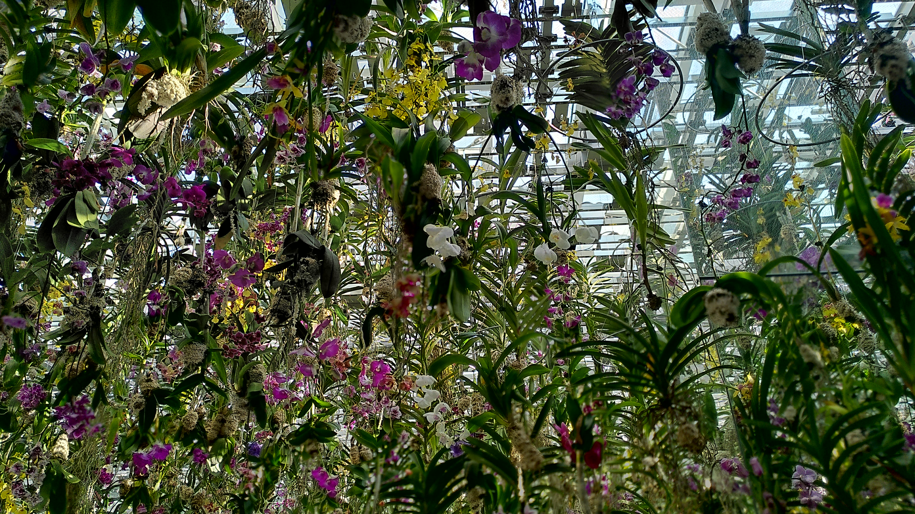 Von der Decke herabhängende violetten, gelbe und weiße Orchideen.