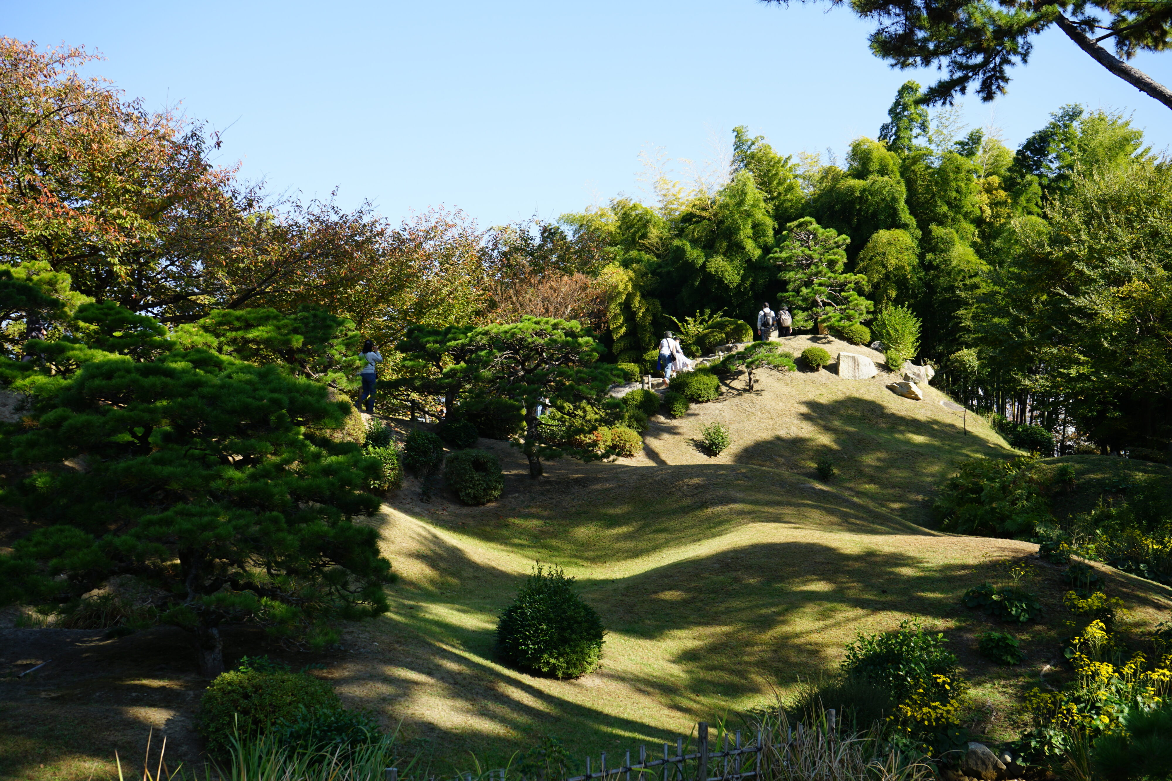Hügeliger Garten mit kleinen runden Büschen und sattgrünen Bäumen.