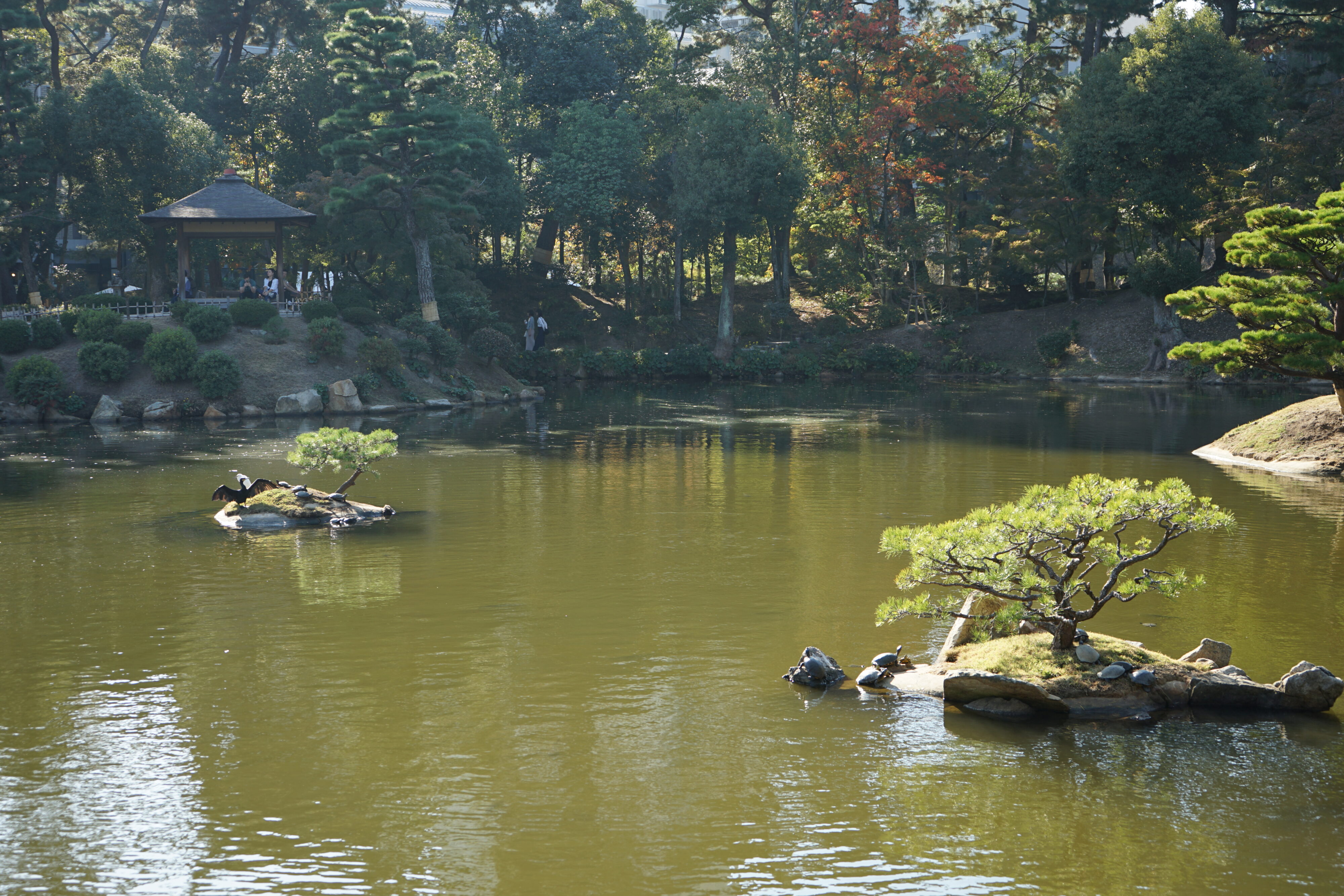 Blick auf einen Teich mit kleinen Inseln. Auf einer sitzen mehrere Schildkröten.