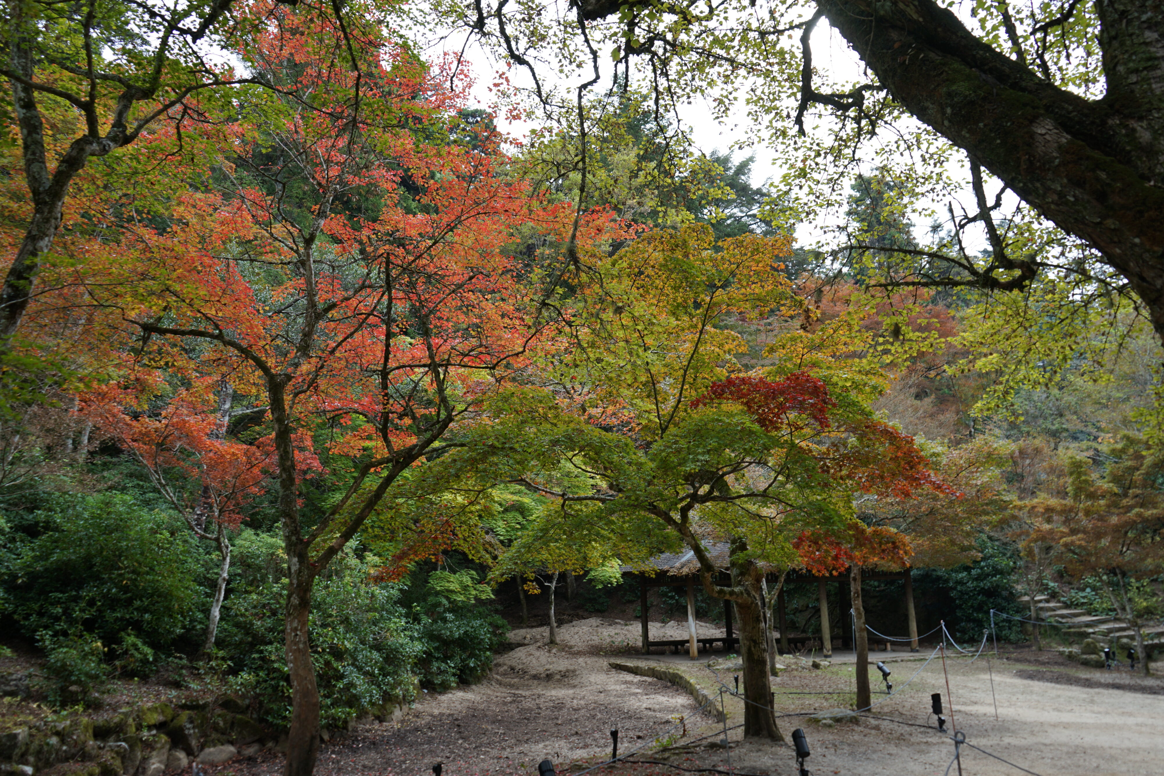 Blick auf den Park mit Japanischen Ahornbäumen. Teilweise sind die Blätter rot gefärbt. Im Hintergrund eine Treppe und eine überdachte Sitzgelegenheit.