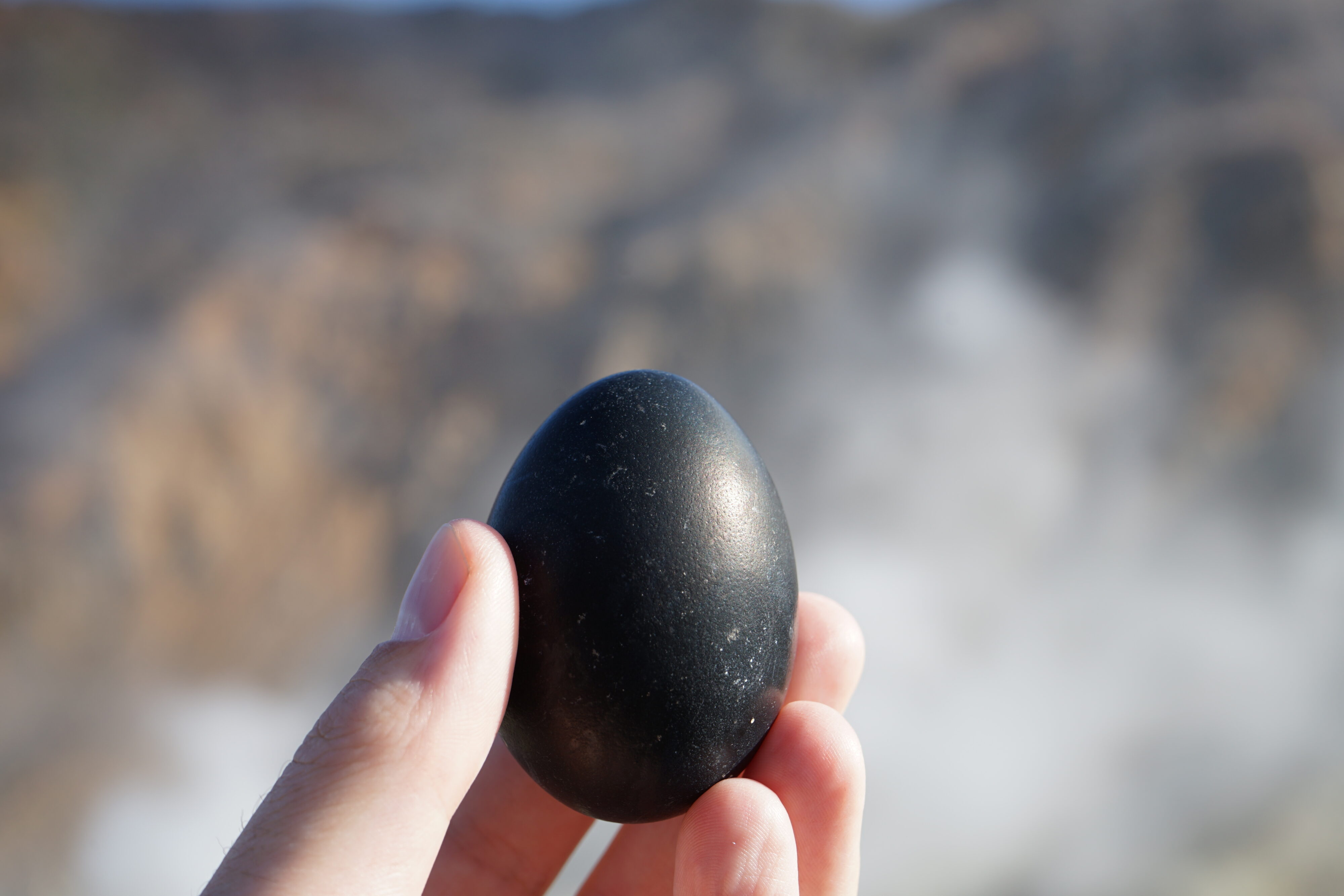 Eine Hand hält ein schwarzes Ei.
