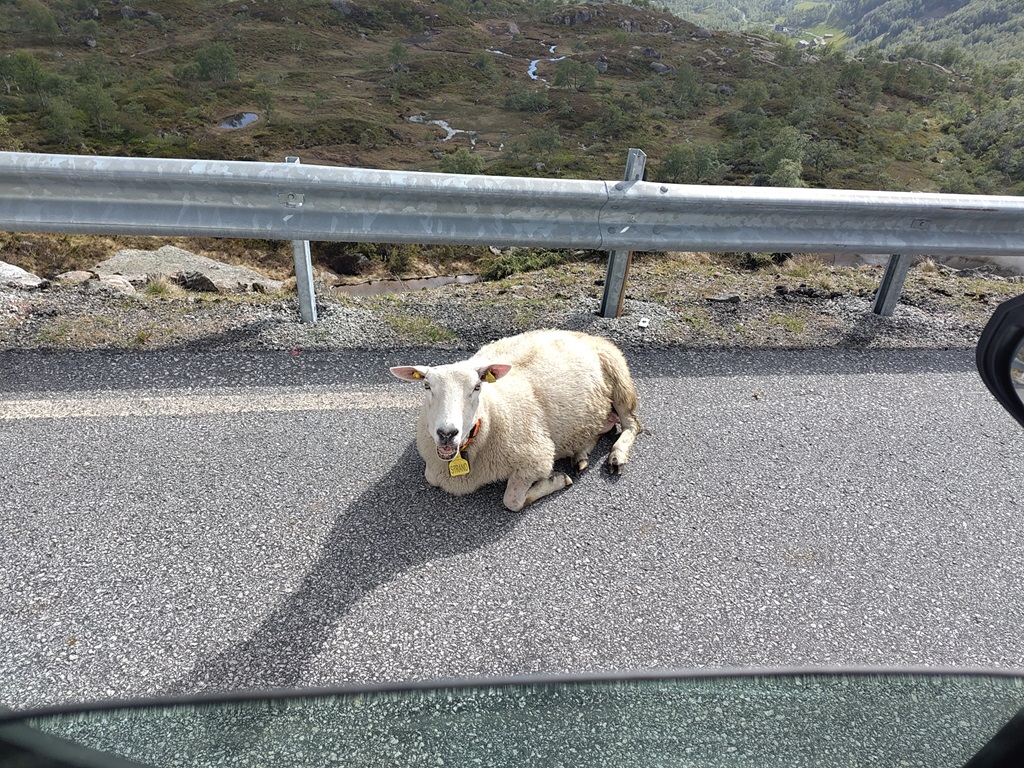 Ein Schaf liegt auf der Straße.