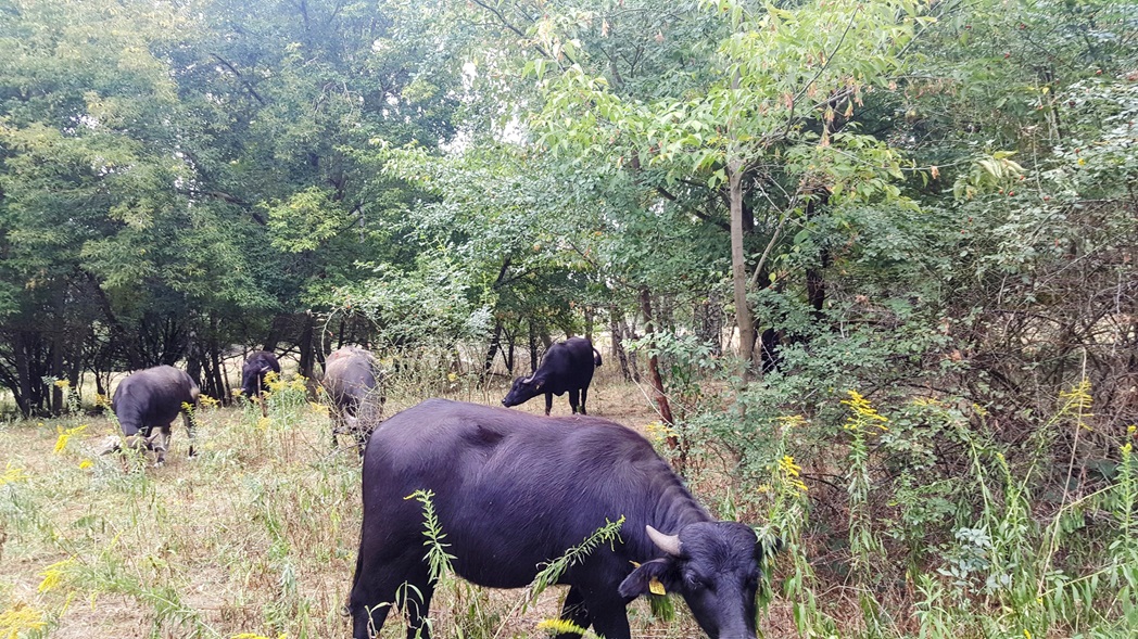 Grasende schwarze Kühe auf einer Wiese umgeben von Bäumen und Büschen.