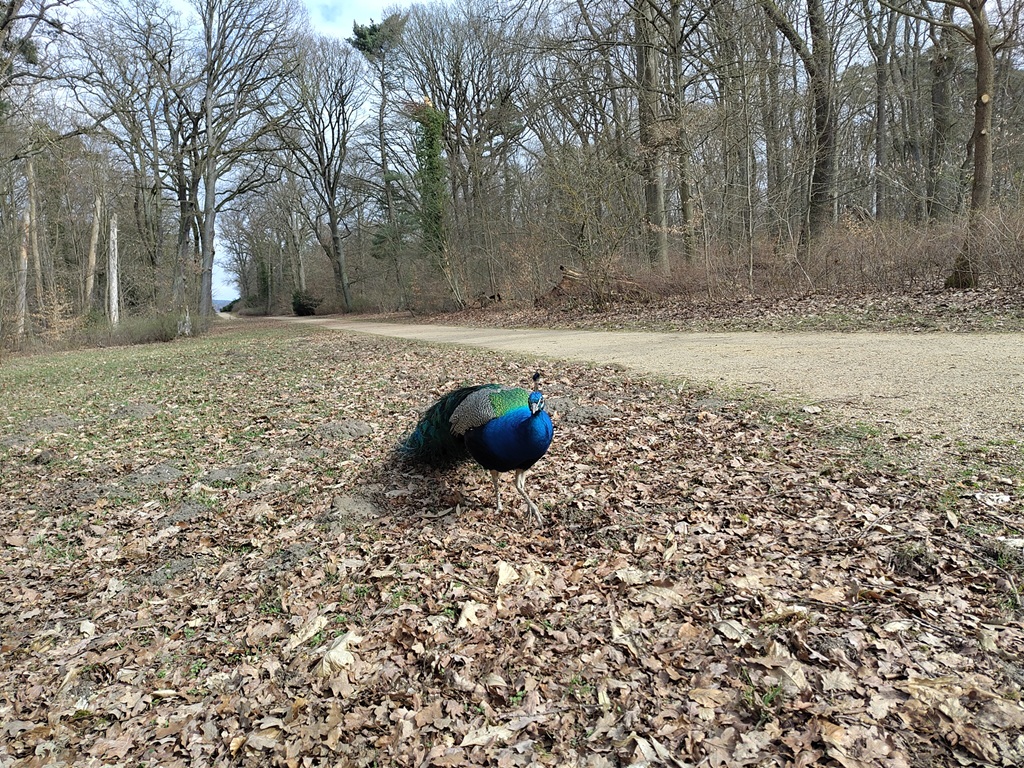 Pfau am Wegesrand.