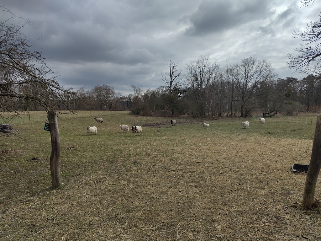 Schafe auf einer Wiese.
