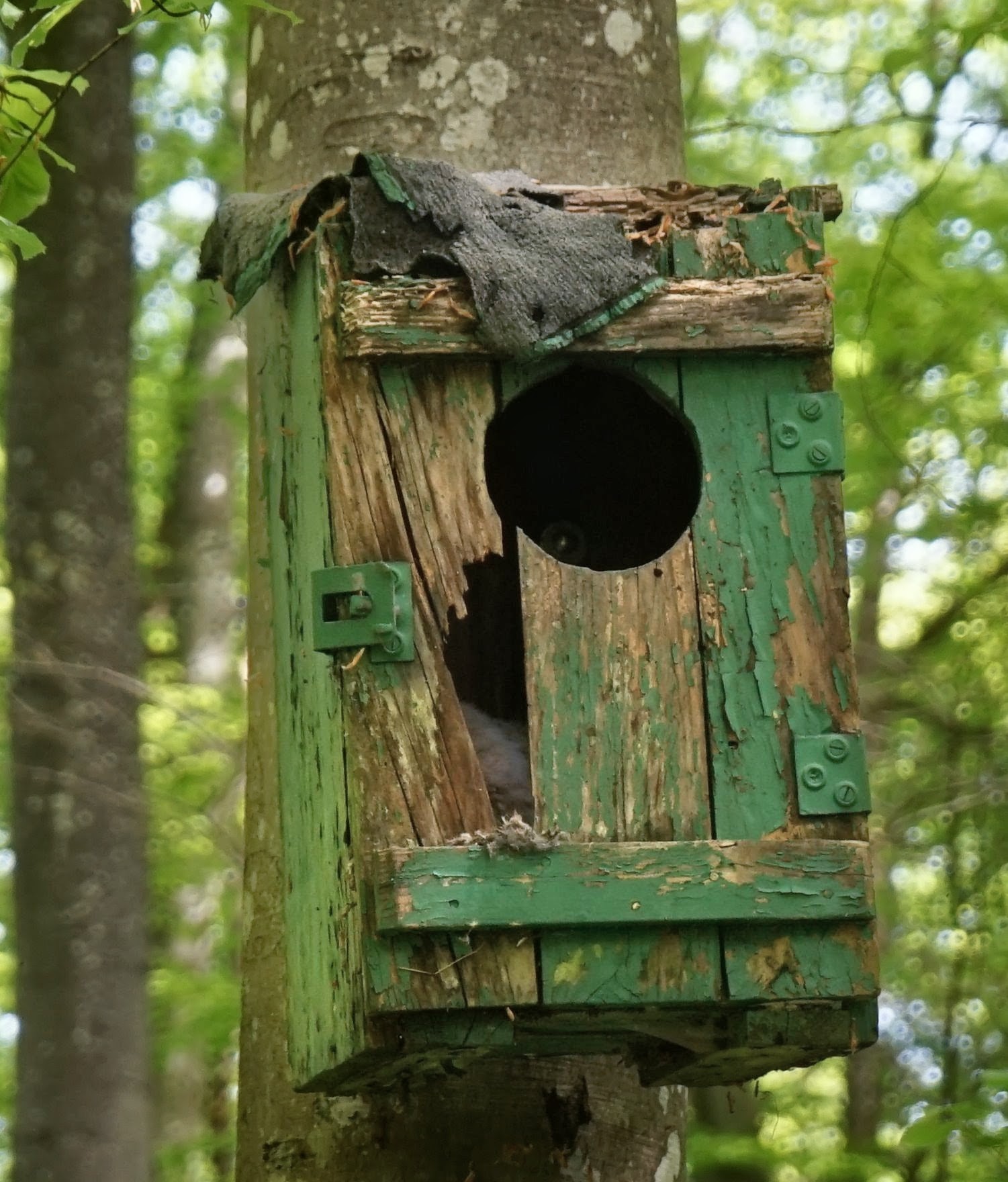 Morscher Nistkasten mit einem Vogel innen.
