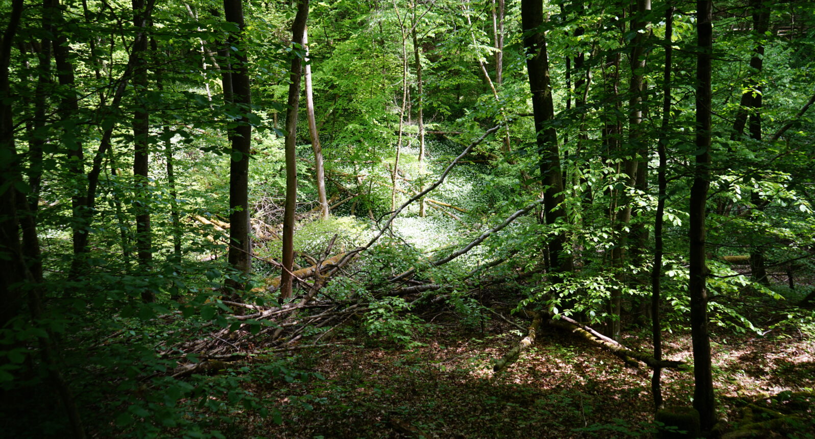Blick in eine Waldklamm, die voller Bärlauch ist.