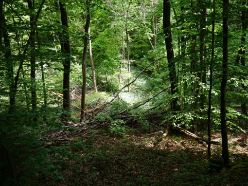 Blick in eine Waldklamm, die voller Bärlauch ist.