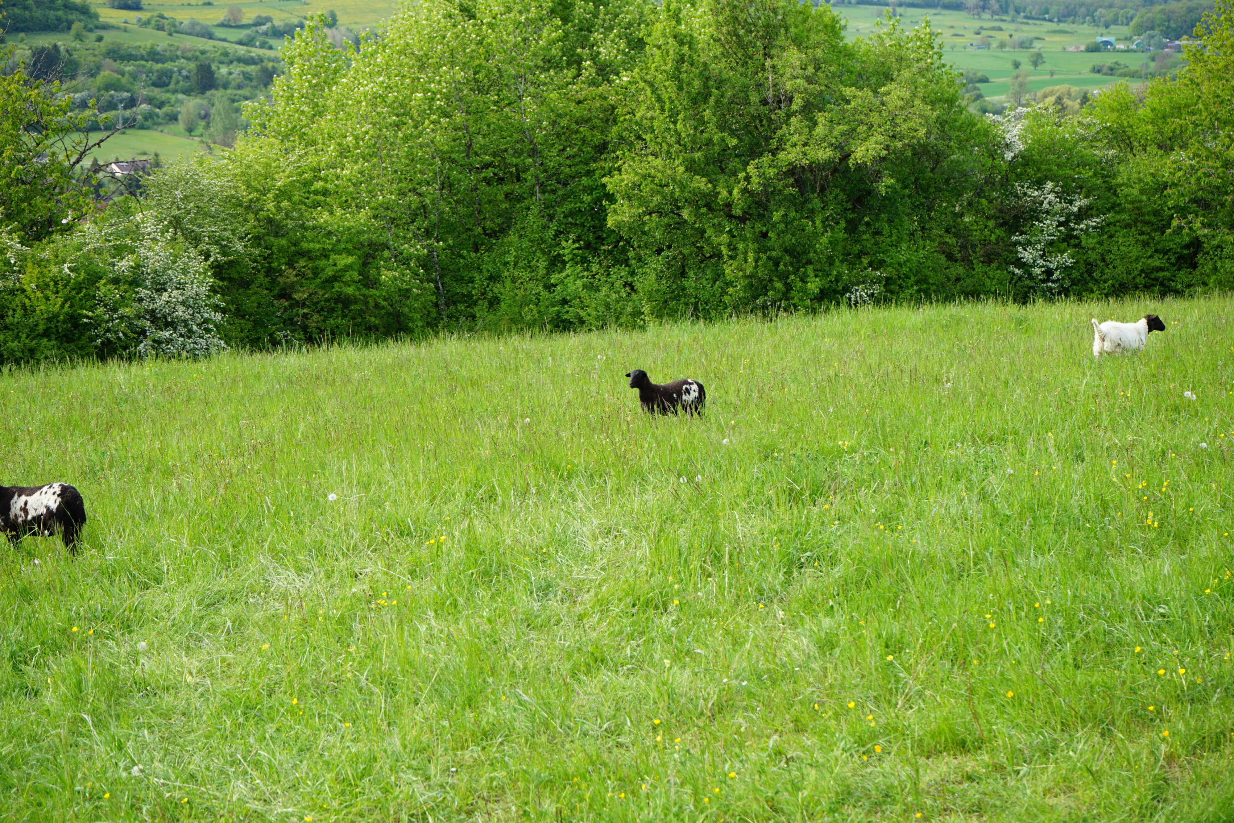 Drei schwarz-weiße Schafe auf einer grünen Wiese.