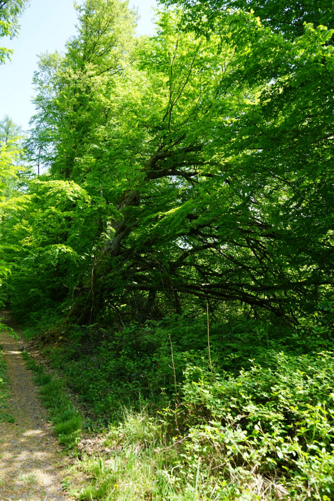 Schiefer Baum am Wegesrand.