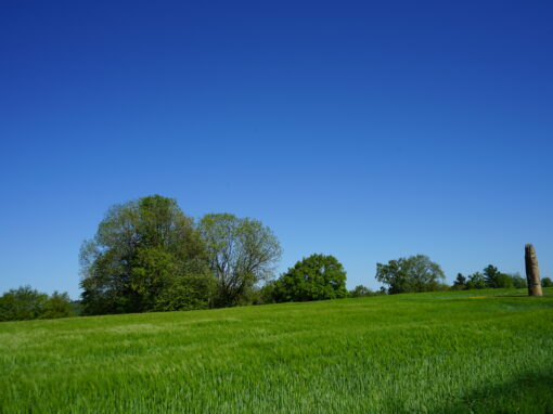 Blick auf eine grüne Wiese mit Bäumen und blauem Himmel im Hintergrund. Eine Steinsäule ist in der Ferne erkennbar.