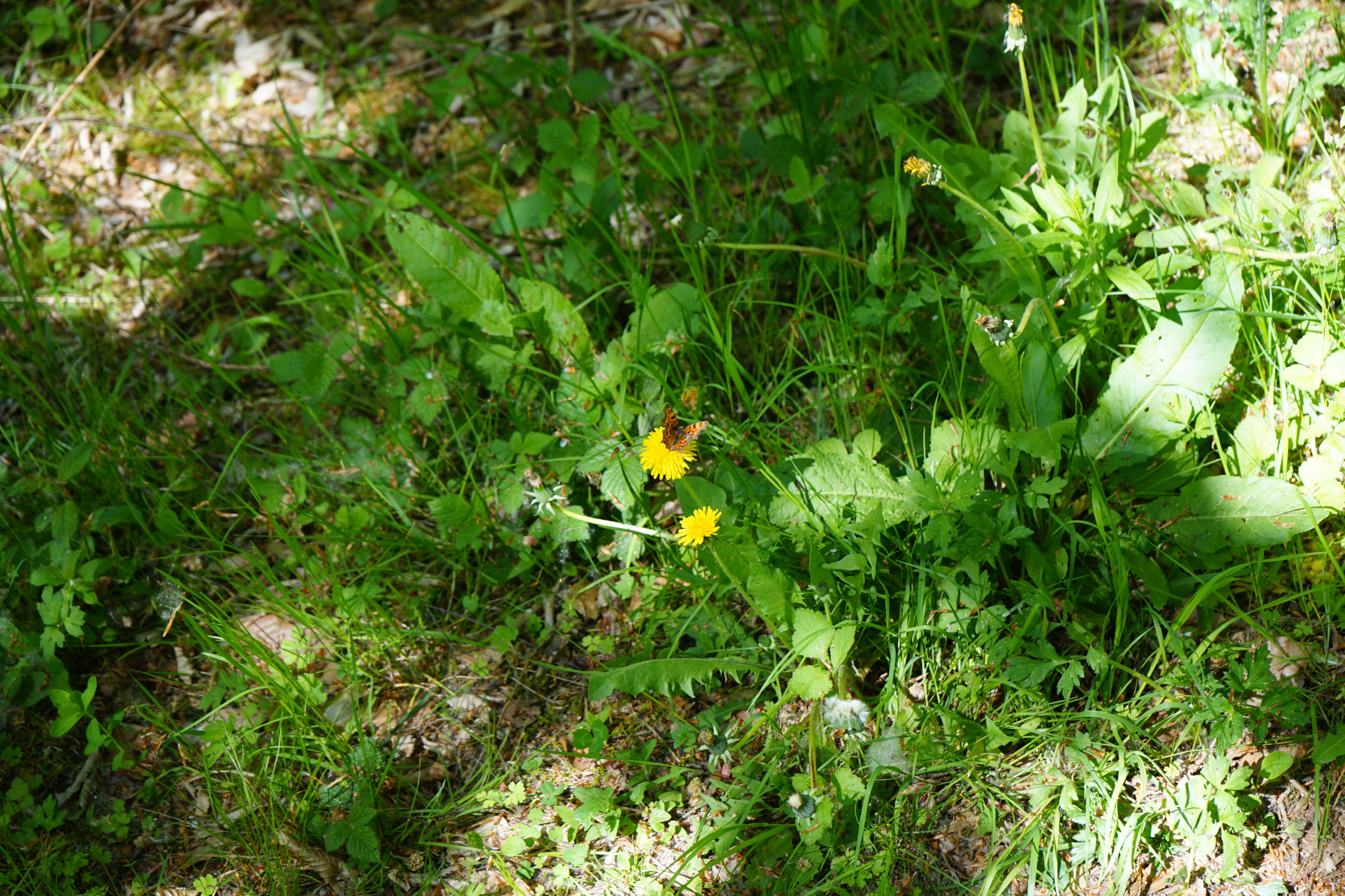 Löwenzahn mit einem Schmetterling.