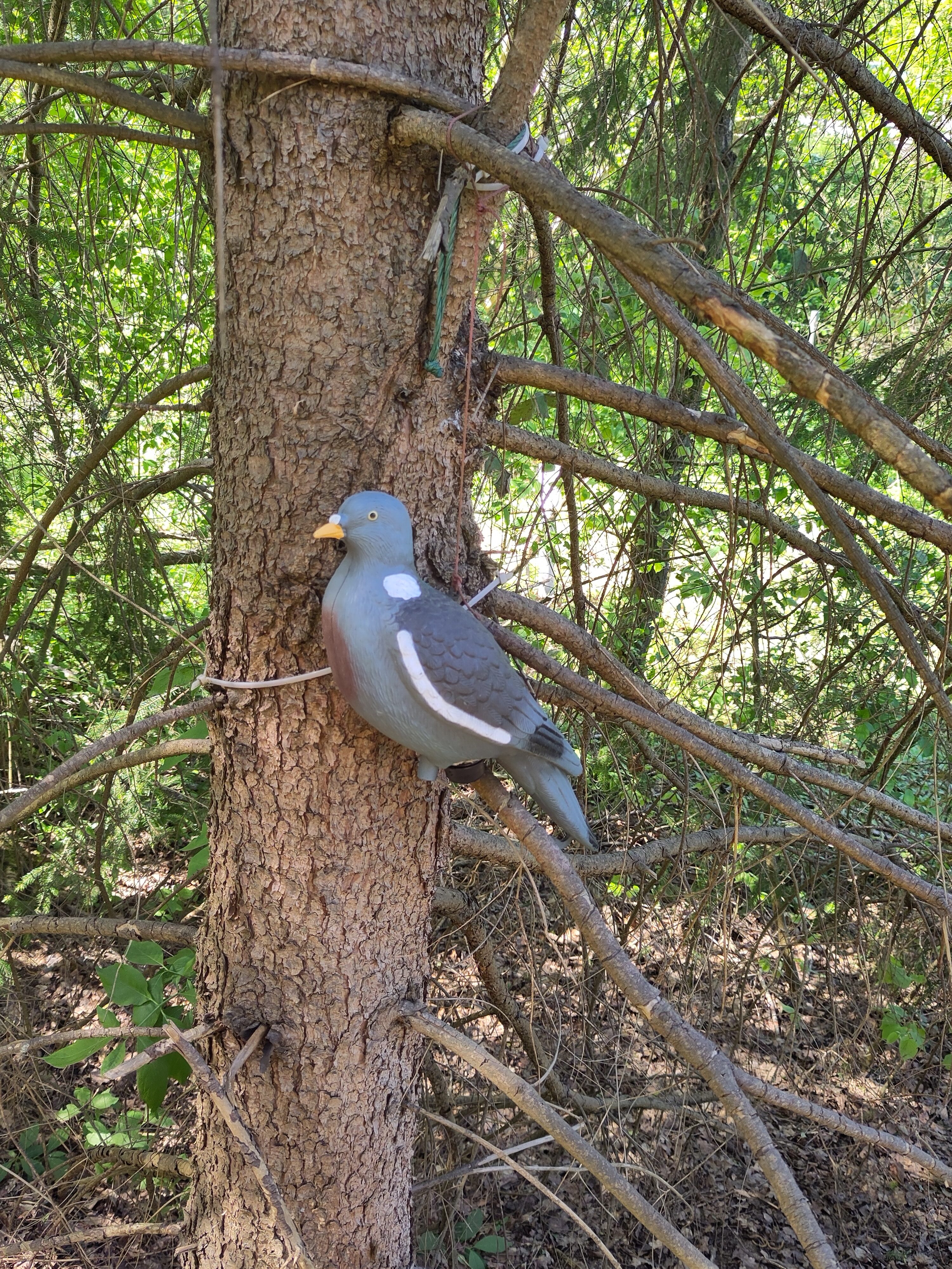 Tauben-Cache an einem Baum.