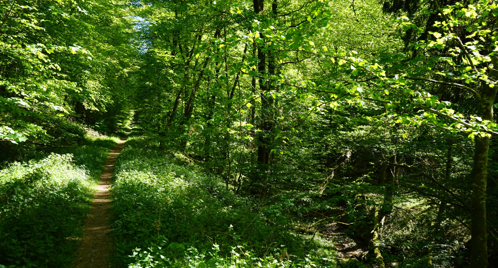 Schmaler Waldweg zwischen grünen Bäumen und Büschen.