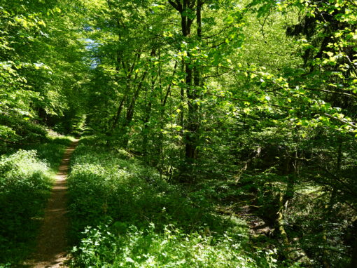 Schmaler Waldweg zwischen grünen Bäumen und Büschen.
