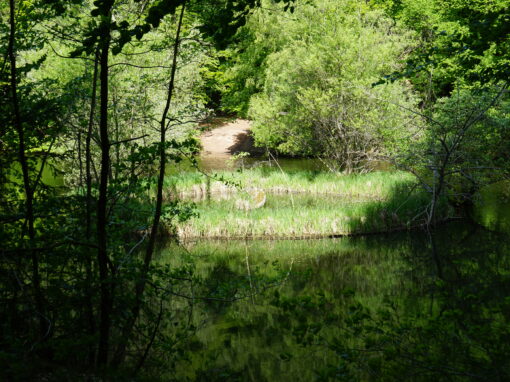 Blick auf einen Weiher umgeben von Bäumen und Büschen. Im Weiher selbst ein runder Bereich umgeben von Mauern mit einem Mühlstein darin.