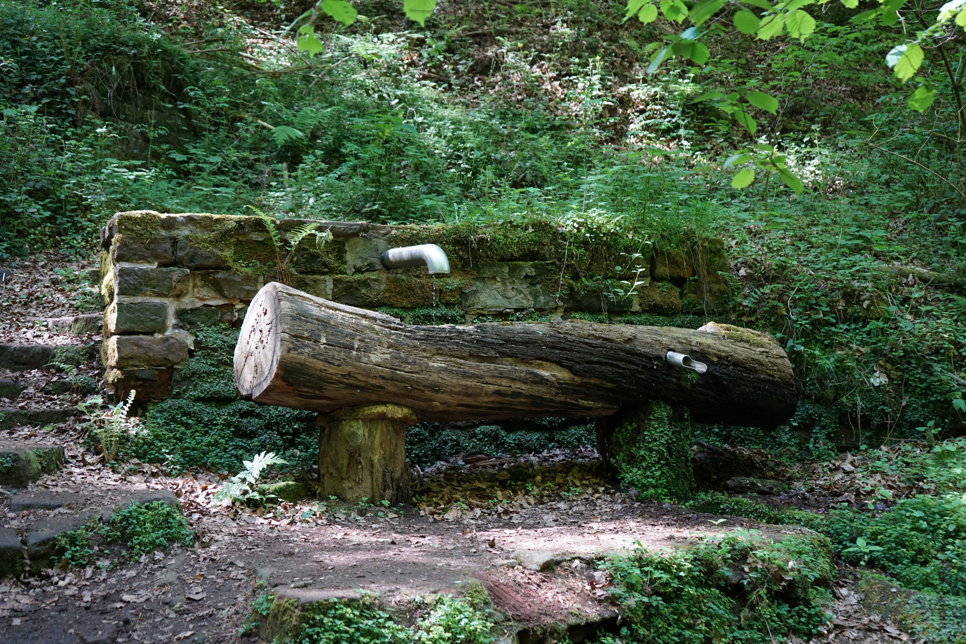 Karlsbergquelle: aus einem Metallrohr tropft Wasser in einen Baumstamm.