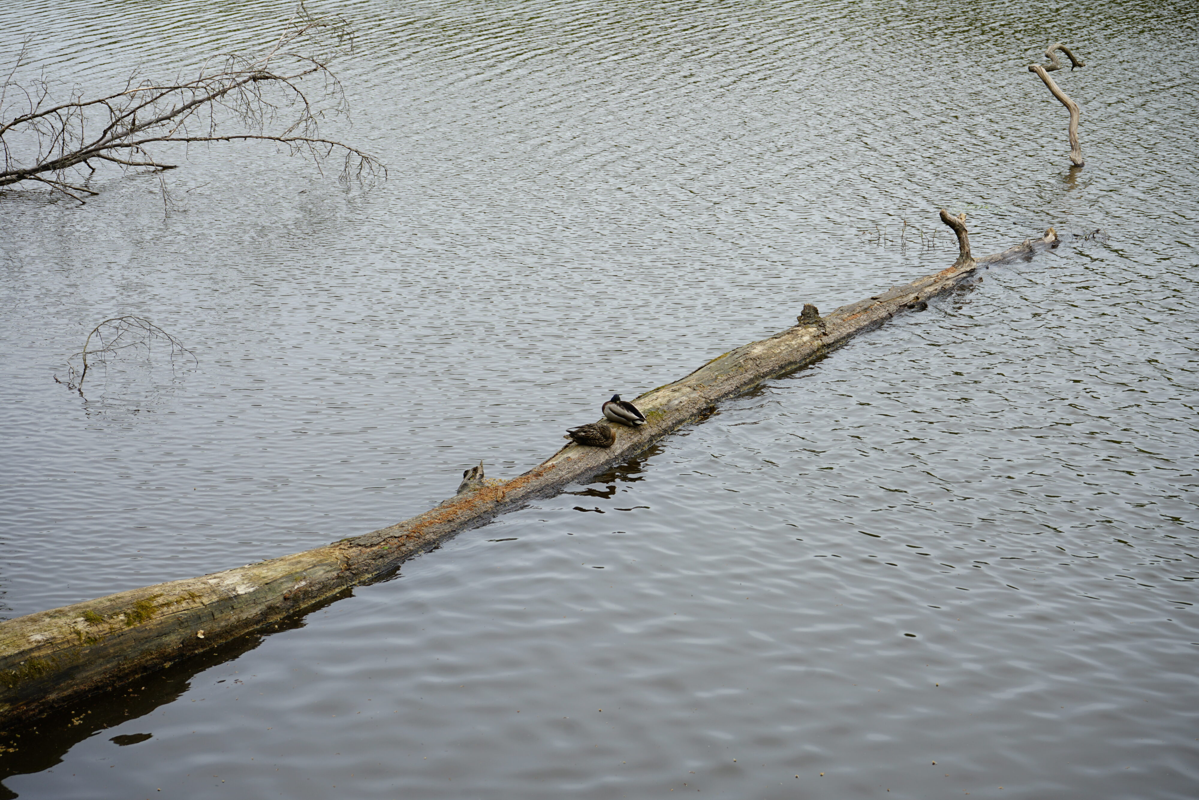 Zwei schlafende Enten auf einem umgefallenen Baumstamm, der in einem Weiher liegt.