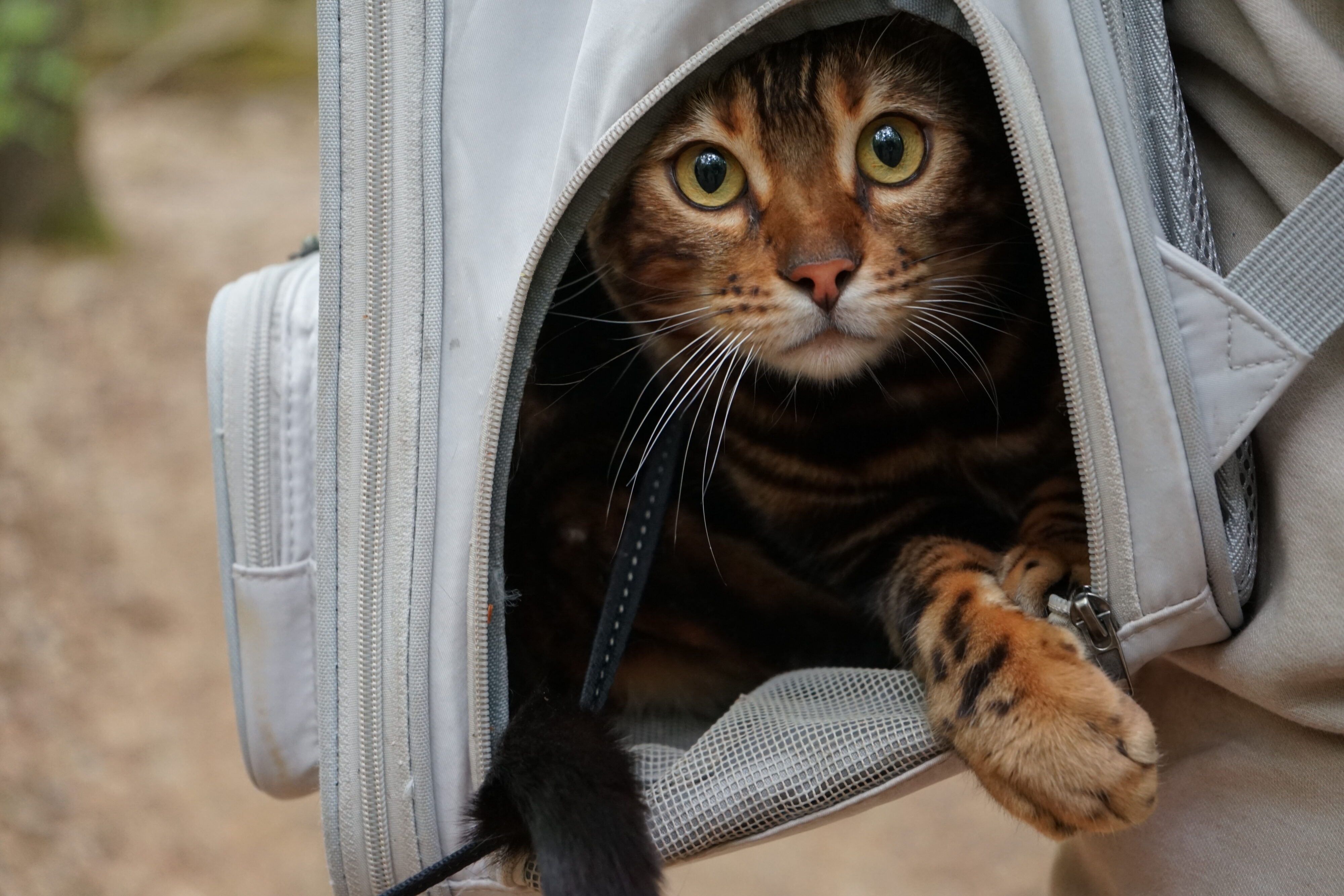 Bengalkatze schaut aus einem grauen Rucksack.