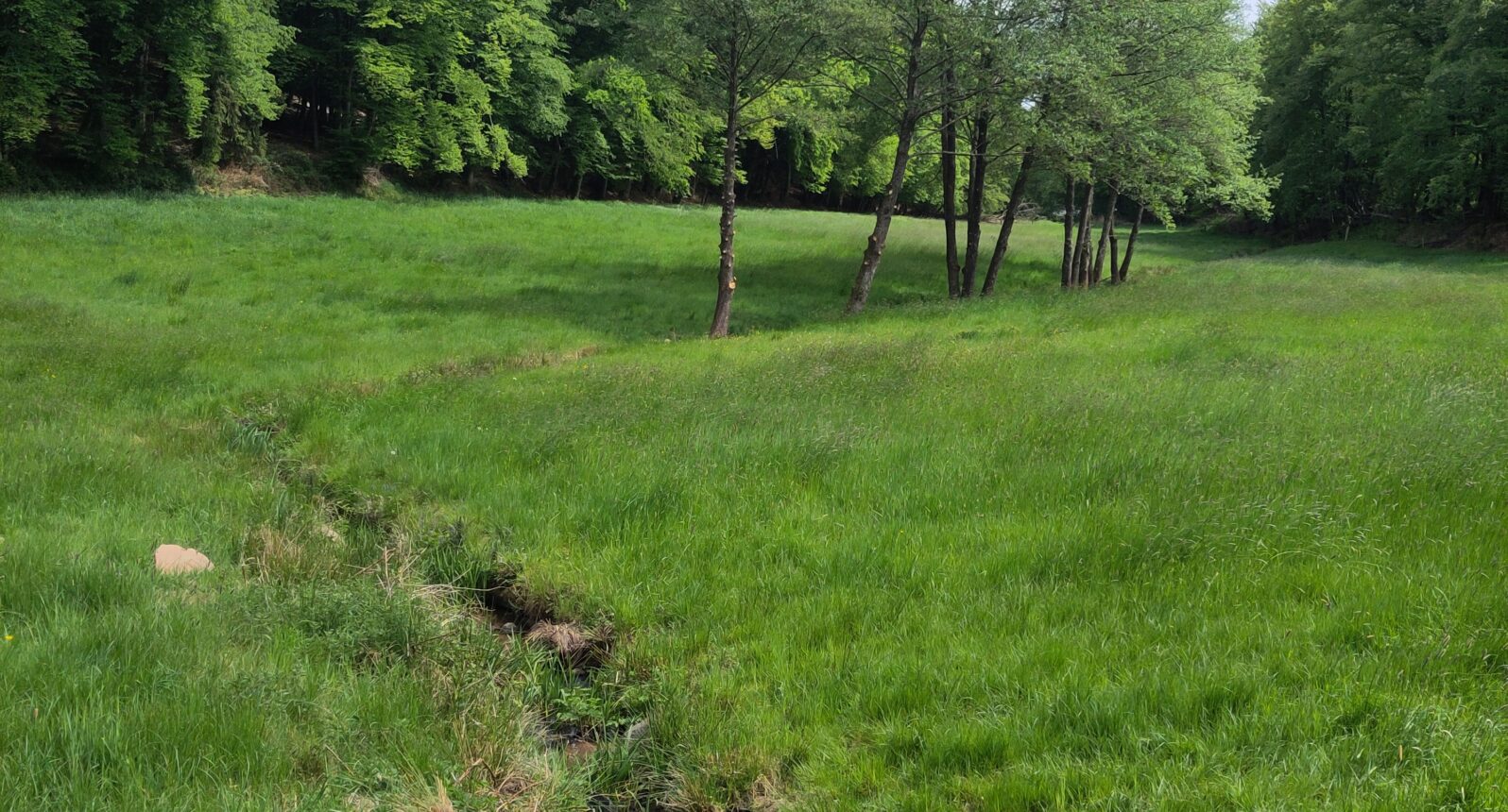Ein Bach umgeben von grüner Wiese. Im Hintergrund sind einzelne Bäume und Wald zu sehen.