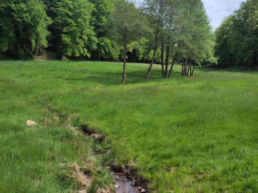 Ein Bach umgeben von grüner Wiese. Im Hintergrund sind einzelne Bäume und Wald zu sehen.