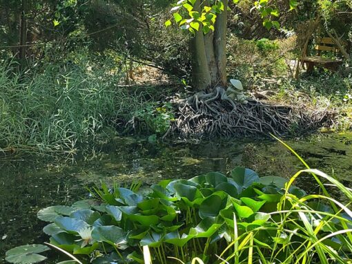 Teich mit einer Fischer-Figur auf einer Baumwurzel.